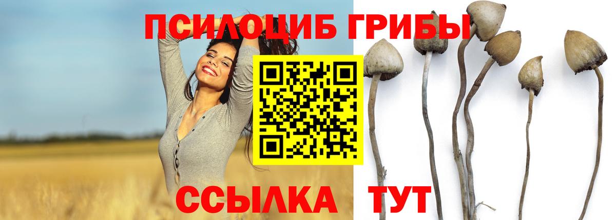 где найти наркотики  Галлюциногенные грибы Psilocybe  Вход с VPN  Кулебаки 